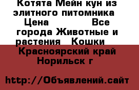 Котята Мейн-кун из элитного питомника › Цена ­ 20 000 - Все города Животные и растения » Кошки   . Красноярский край,Норильск г.